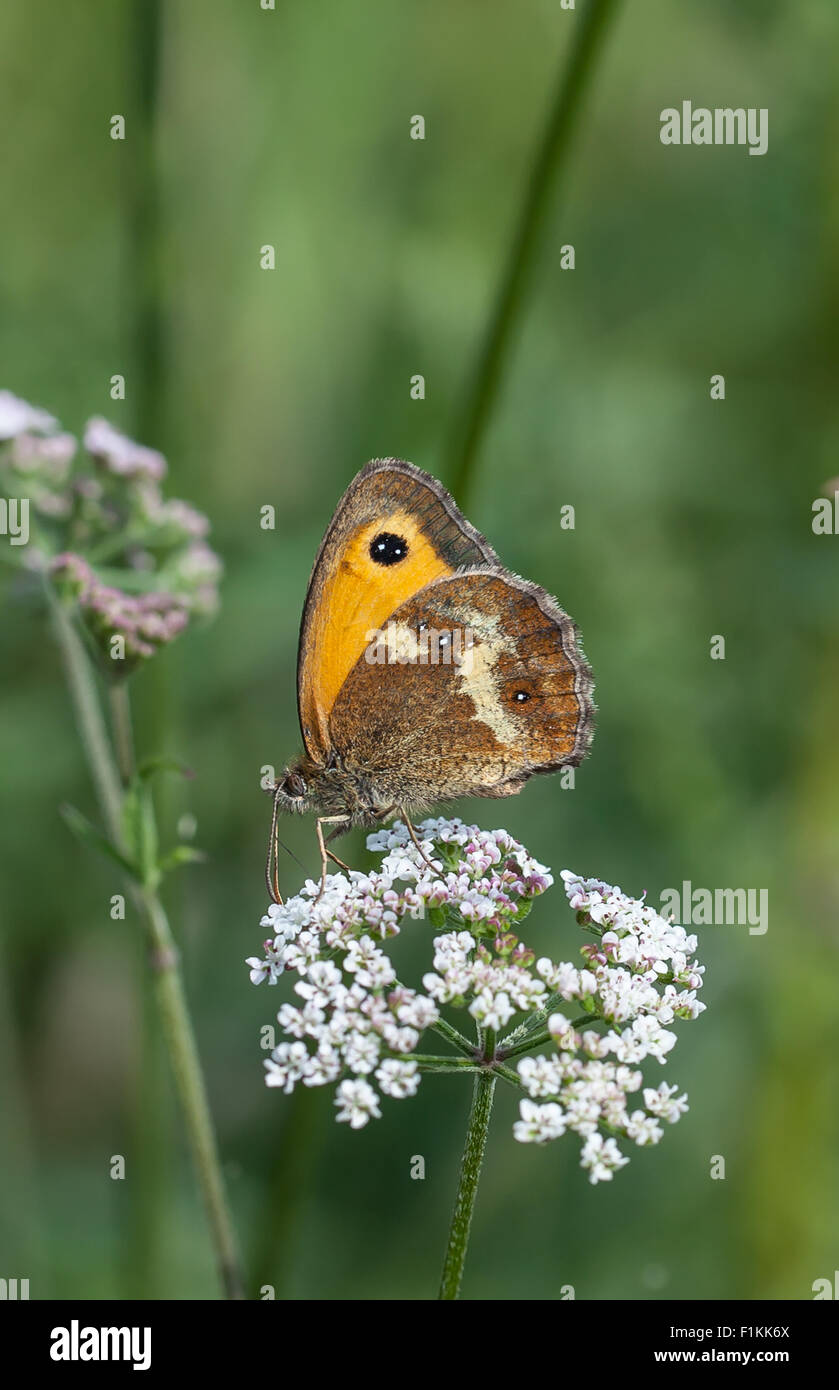 British Butterfly Stock Photo