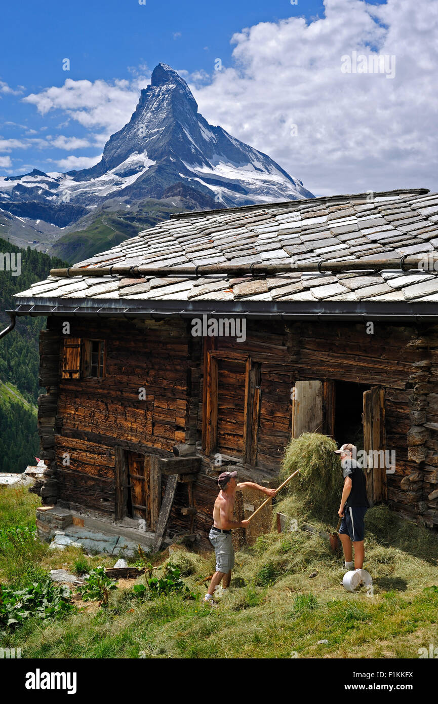Matterhorn and farmer storing hay in traditional wooden granary / raccard near Findeln, Valais / Wallis, Swiss Alps, Switzerland Stock Photo
