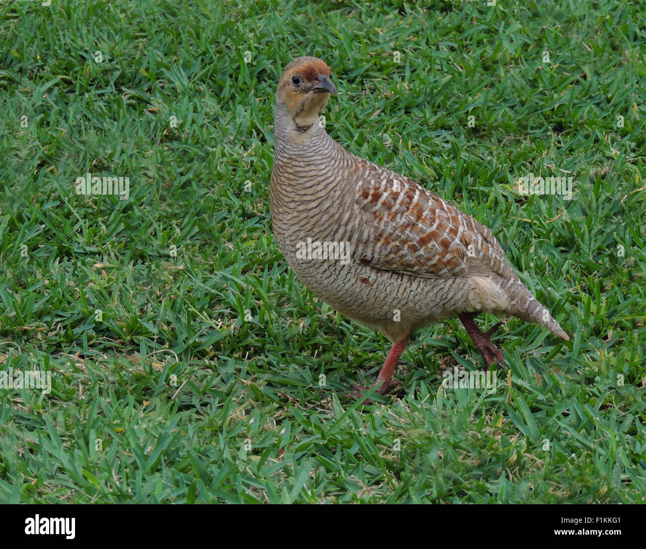 Grey Francolin (Francolinus pondicerianus) a species of bird introduced to Maui from India and/or Pakistan. Francolins are terre Stock Photo