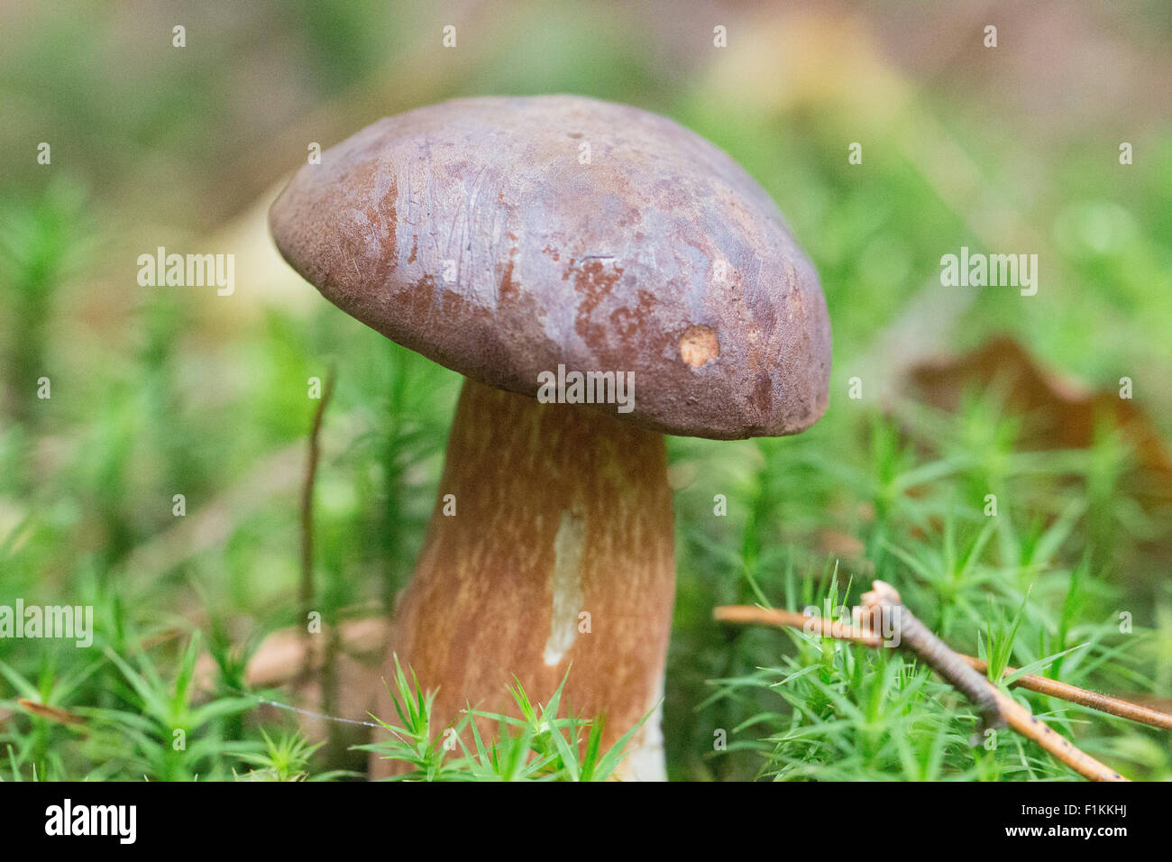 Wild edible woodland mushroom  bay bolete Stock Photo