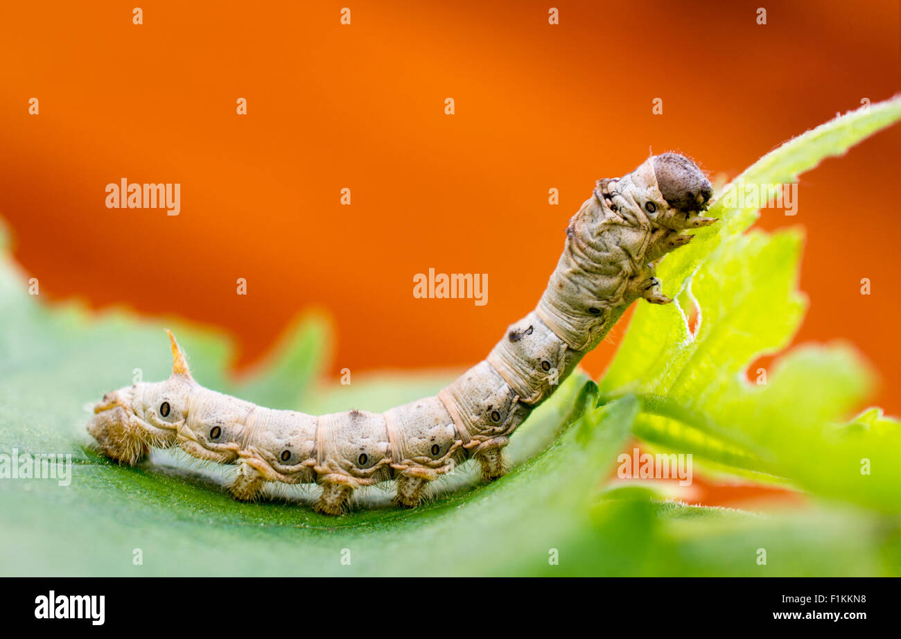 Macro photo of a silkworm eating a mulberry leaf. room for text . Stock Photo