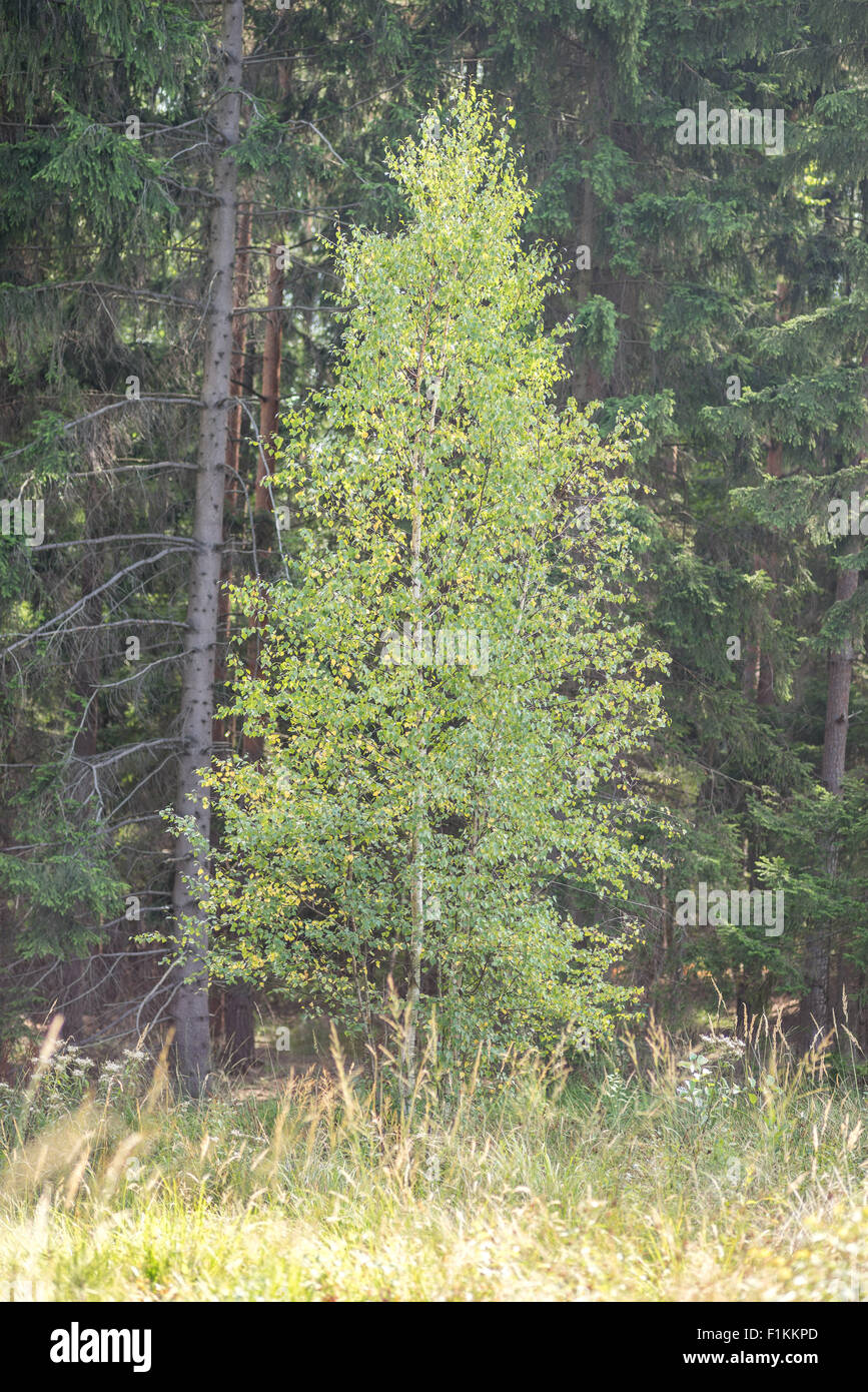 Young birch tree at the forest's edge Betula veruccosa Stock Photo