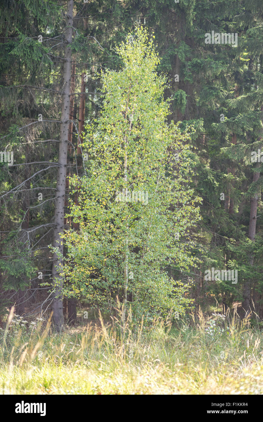 Young birch tree at the forest's edge Betula veruccosa Stock Photo
