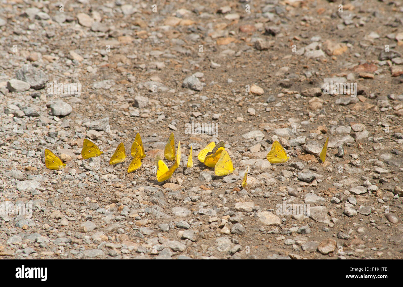 Mud-puddling (puddling) 'Little Yellow Sulphur'  butterflies searching for water on damp road during a drought in Indiana. Stock Photo
