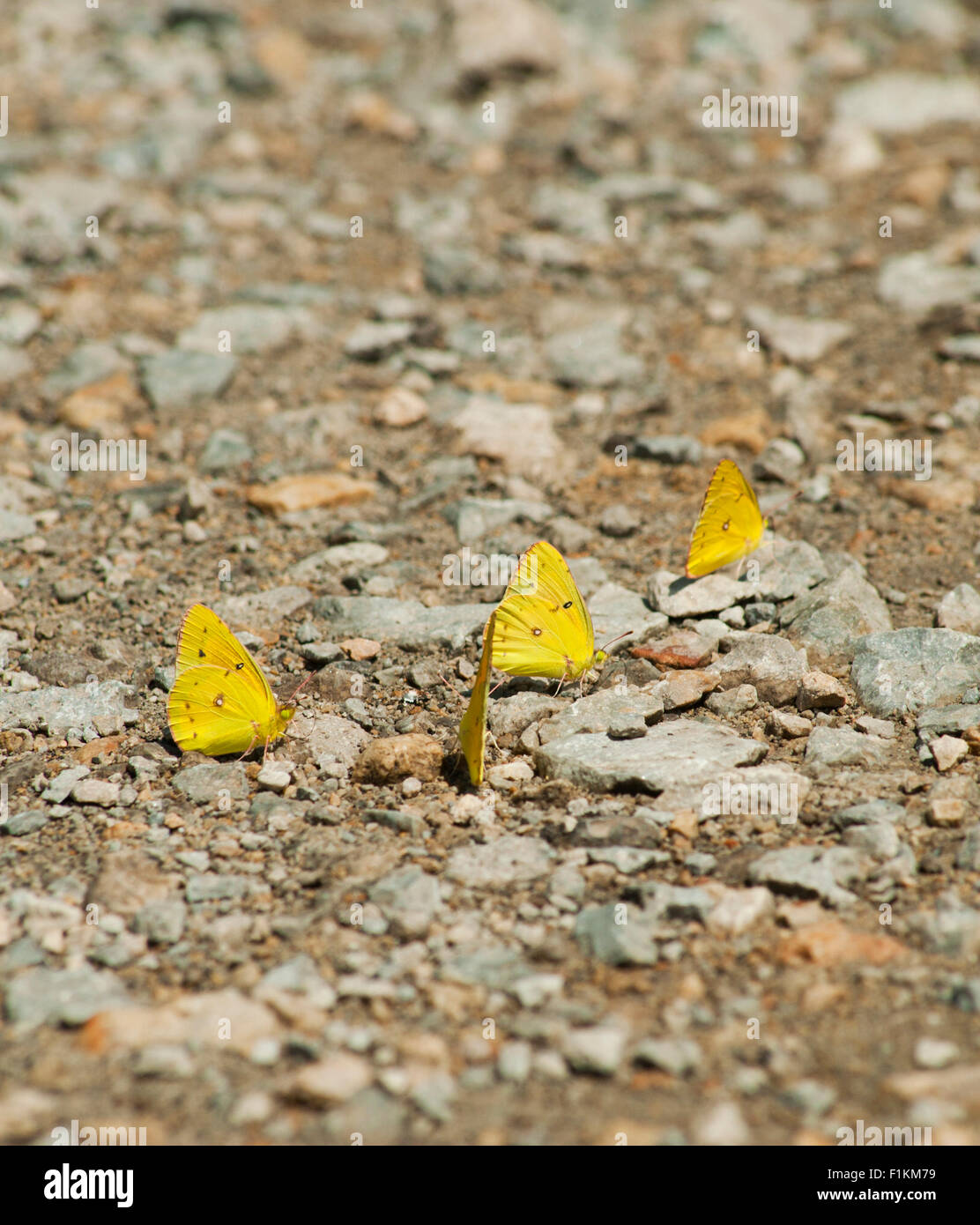 Mud-puddling (puddling) 'Little Yellow Sulphur' butterflies searching for water on damp road during a drought in Indiana. Stock Photo