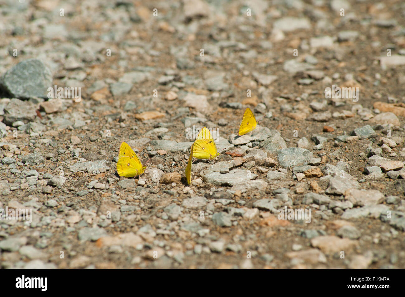 Mud-puddling (puddling) 'Little Yellow Sulphur' butterflies searching for water on damp road during a drought in Indiana. Stock Photo