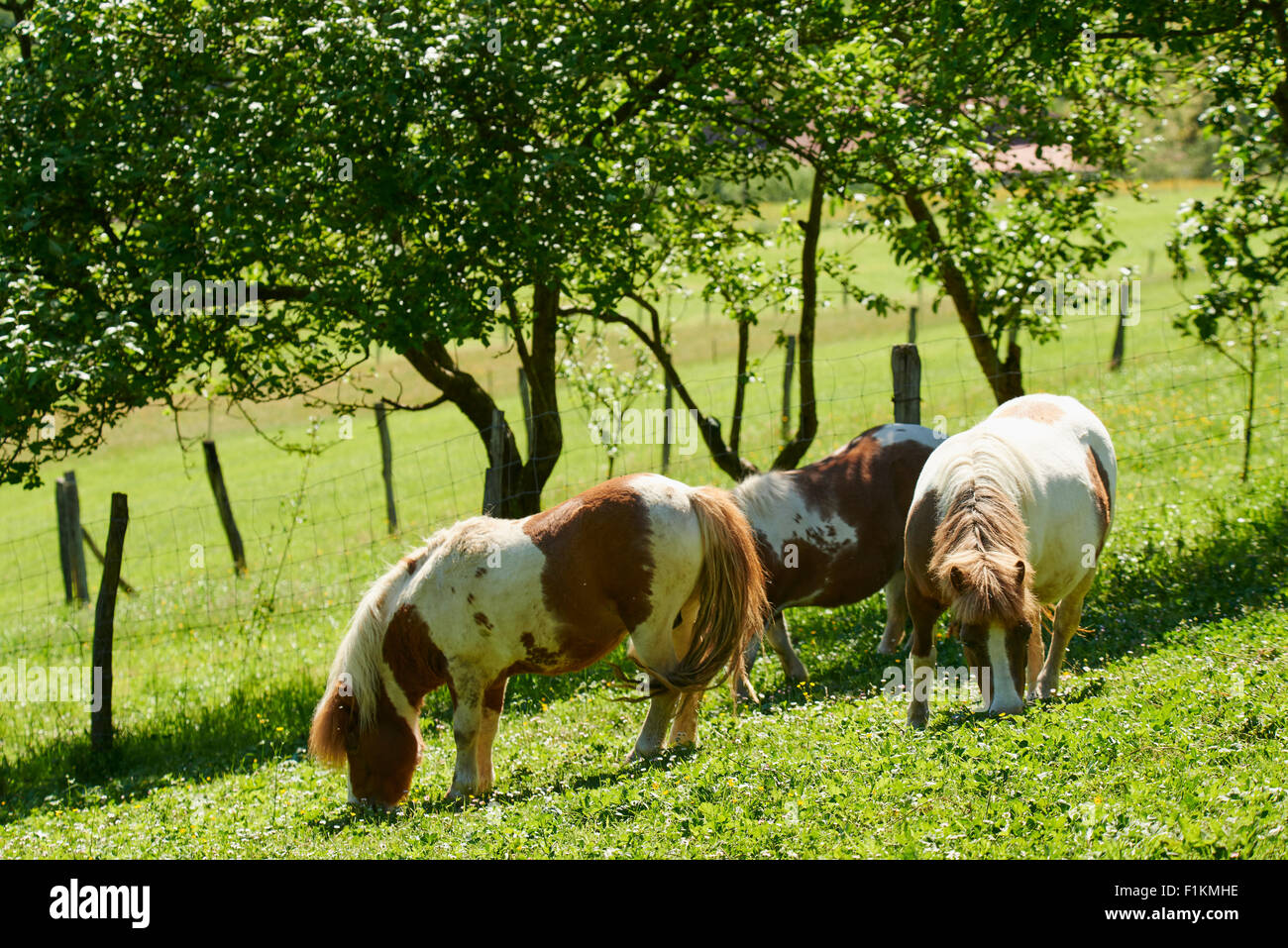 Ponies Grazing in the Field Stock Photo