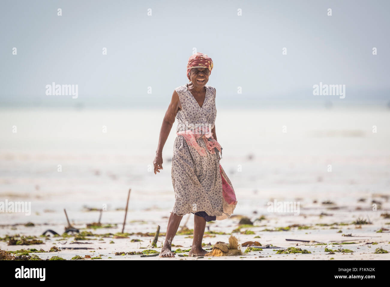 Zanzibar, Tanzania - January 21 2015. Women harvest the sea weed for soap, cosmetics and medicin. The rising water temperature d Stock Photo