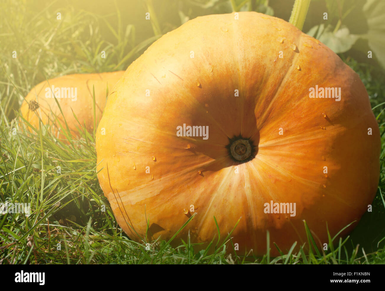 Big orange pumpkins on green autumn grass Stock Photo