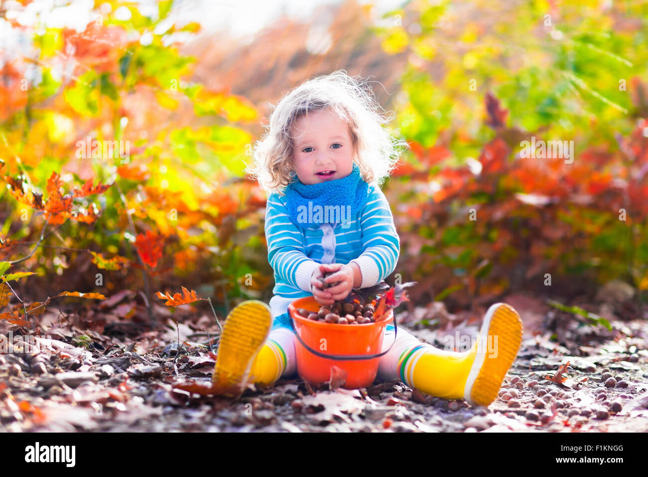 Girl holding acorn and colorful leaf in autumn park. Child picking acorns in a bucket in fall forest with golden oak and maple Stock Photo