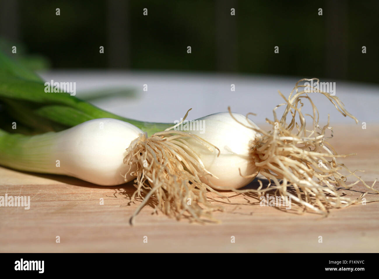 Two large, fresh, spring onions, scallions or salad onions with roots still attached, waiting to be prepared on an outside table. Stock Photo