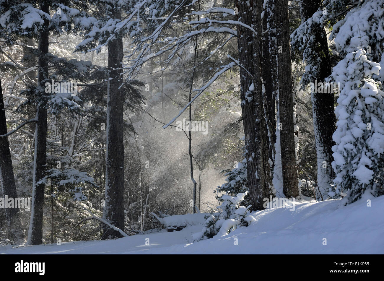 Snow covered trees in Mercer, Wisconsin Stock Photo Alamy