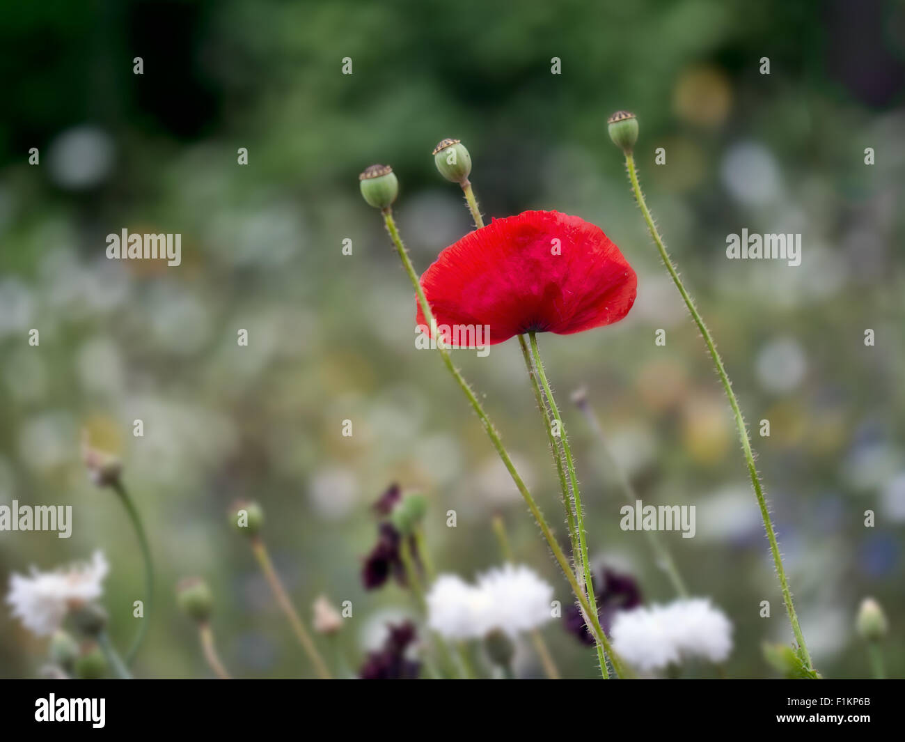 Last poppy standing in wildflower garden. Red Flanders poppy. Stock Photo