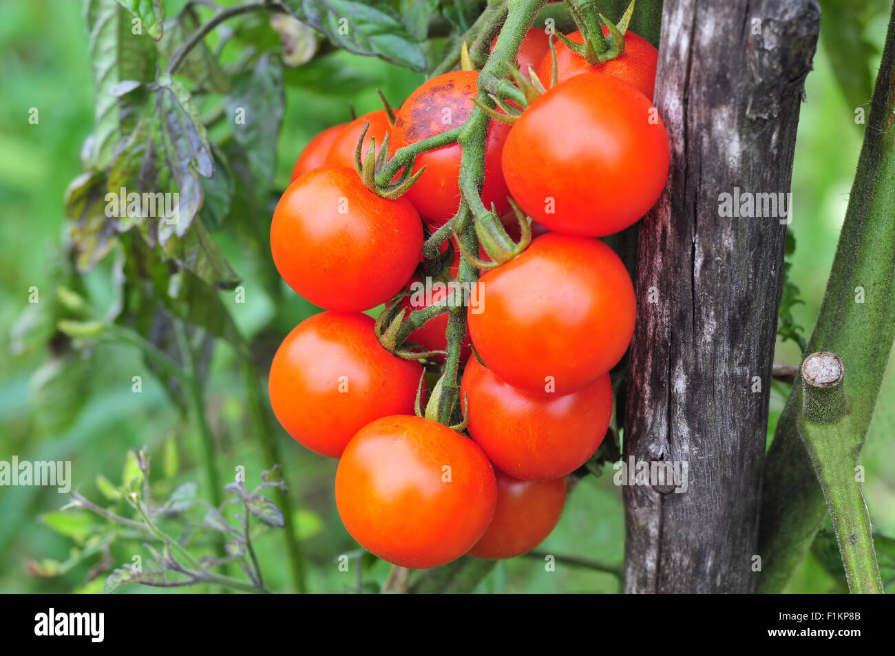 Fresh ripe tomatoes in a garden Stock Photo