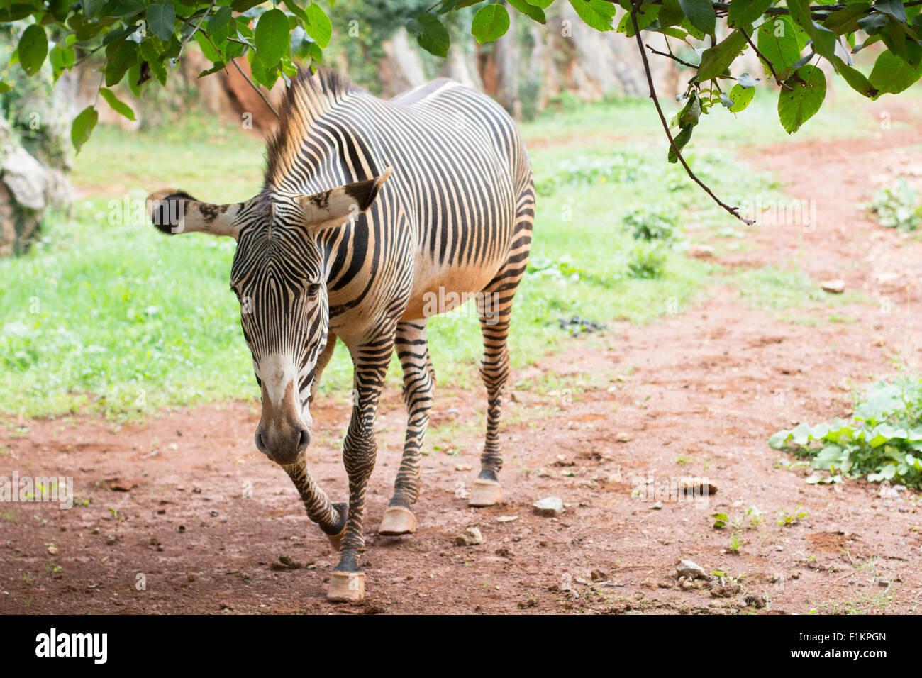 Close up of a zebra Stock Photo - Alamy
