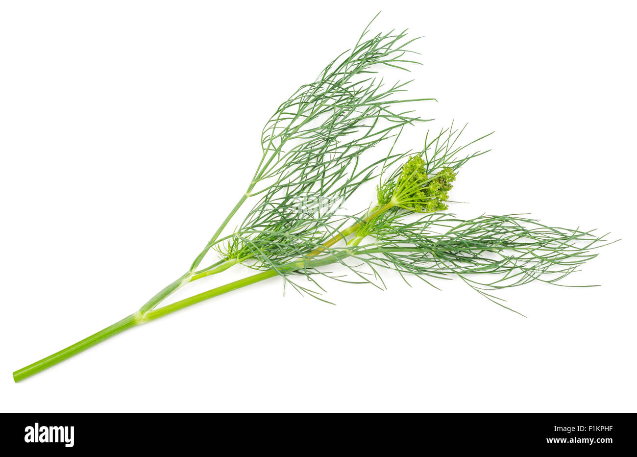 Fennel seeds isolated hires stock photography and images Alamy