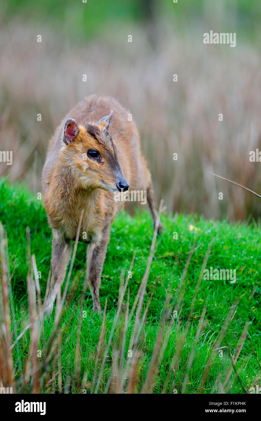 Muntjac deer in rough grass UK Stock Photo