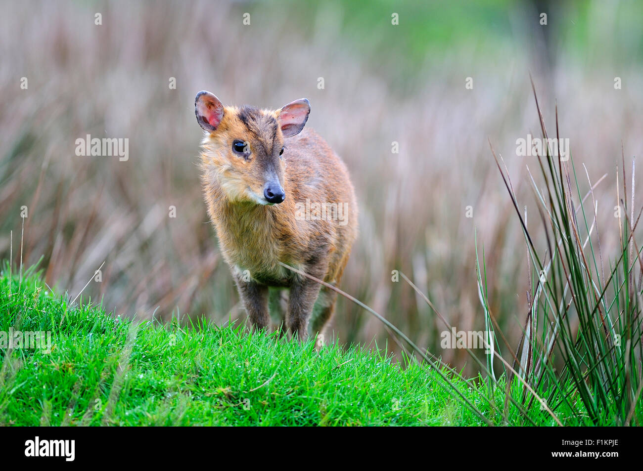Muntjac deer in rough grass UK Stock Photo