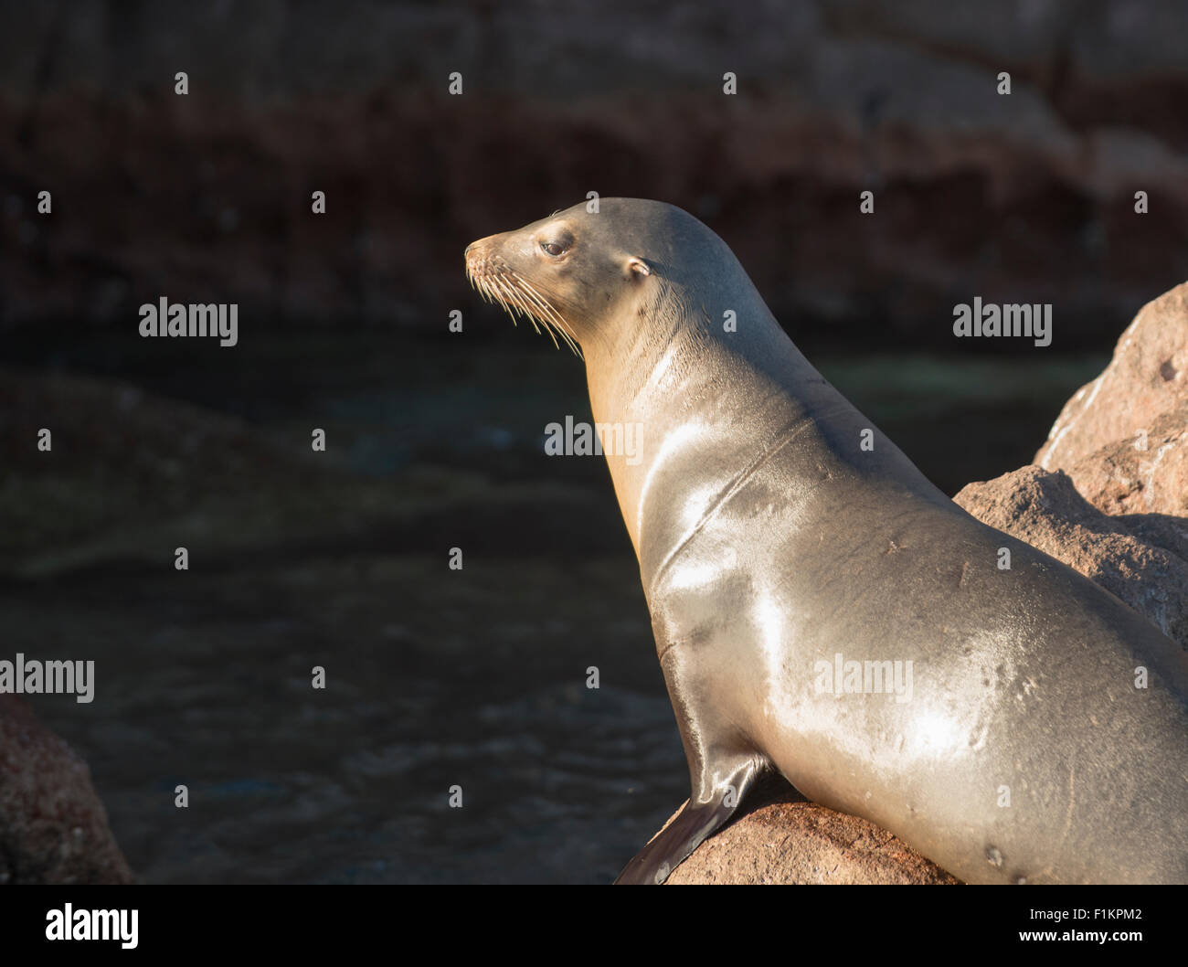 Mexico, Baja, Lapaz, Espiritu Santo. Sea lions sunbathing on rocks. Stock Photo