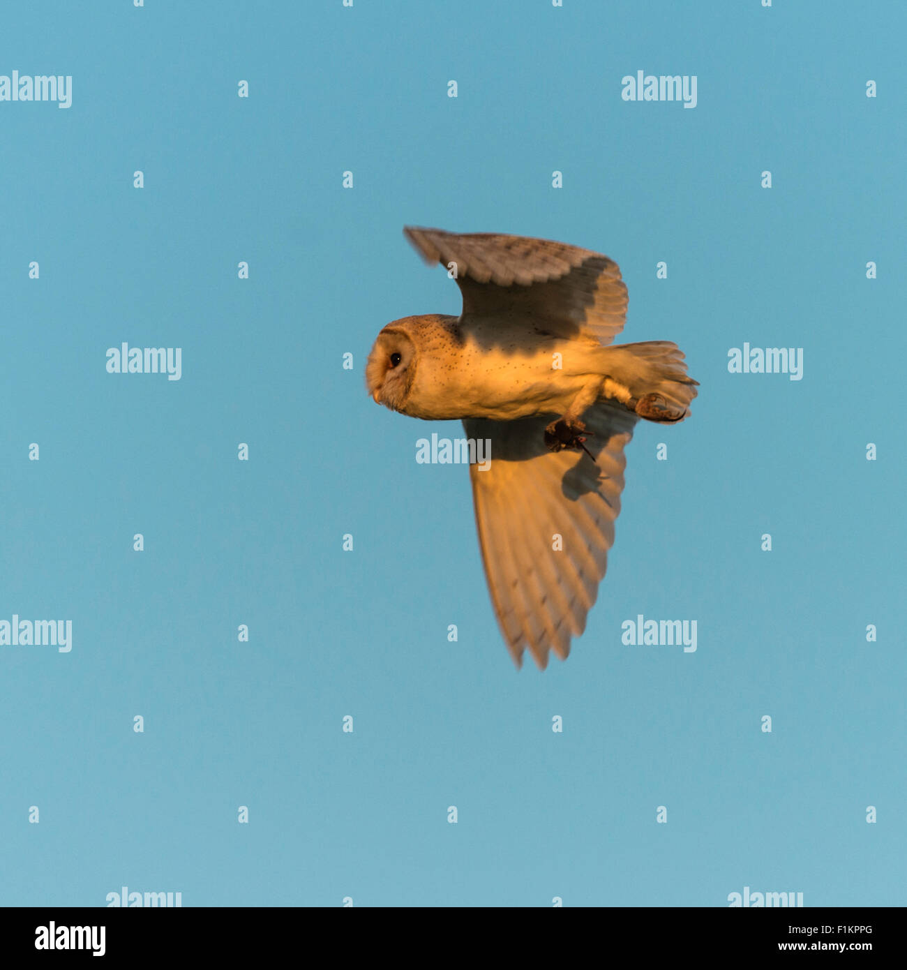 Barn owl carrying prey hires stock photography and images Alamy