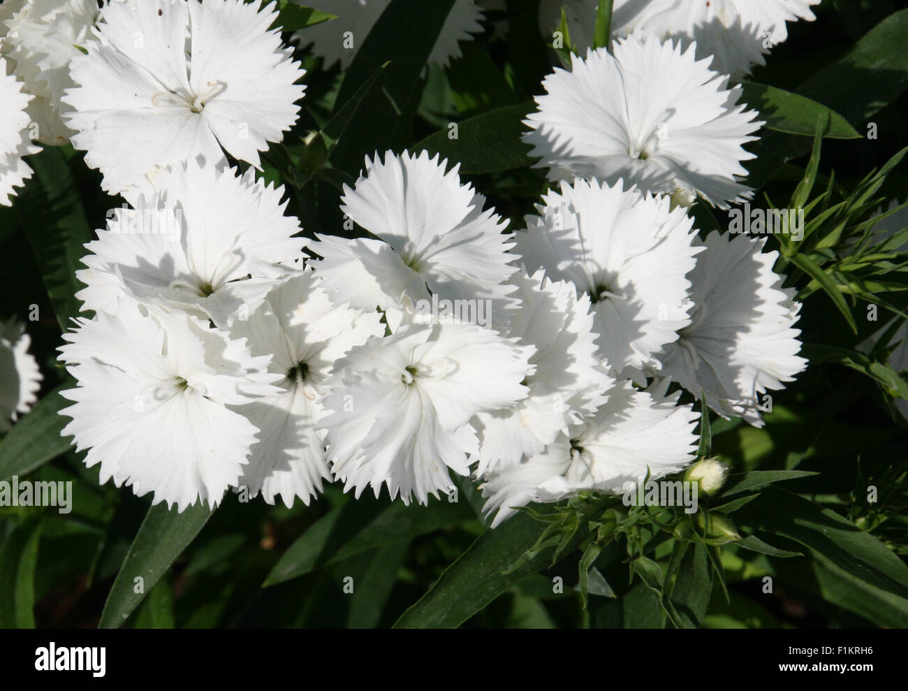 White Dianthus Stock Photo