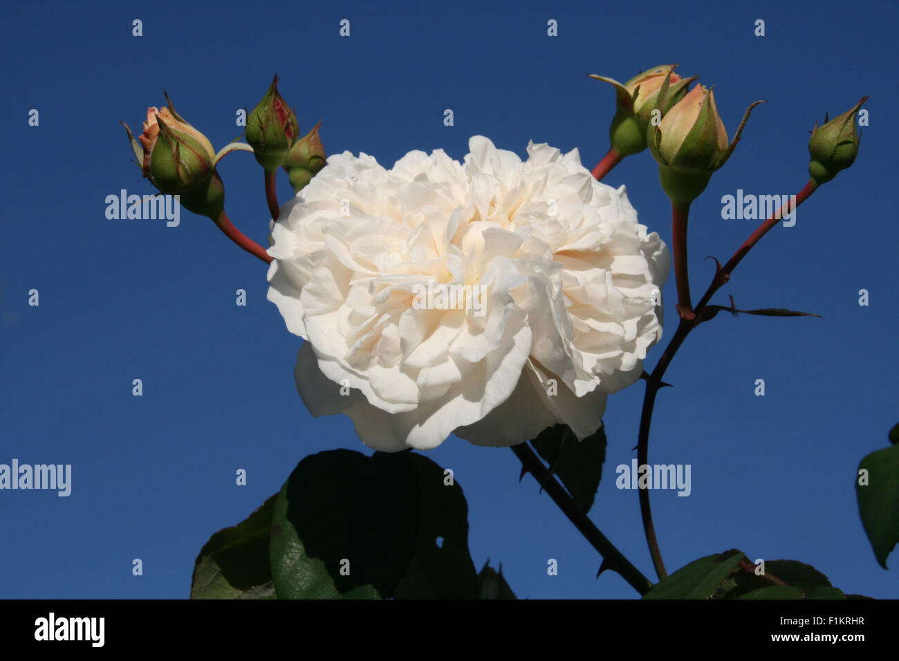 White Rose on Blue Stock Photo