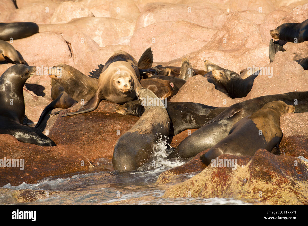 Mexico, Baja, Lapaz, Espiritu Santo. Sea lions sunbathing on rocks. Stock Photo