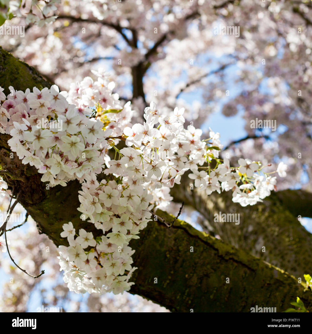 Cherry Blossom, Yorkshire England Stock Photo