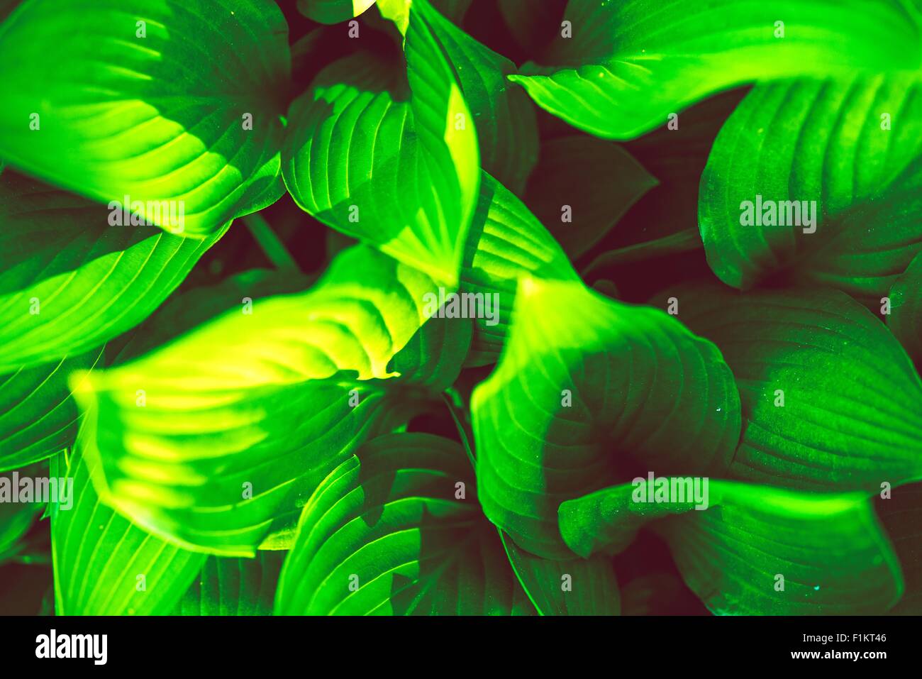 Natural green leaves pattern hi-res stock photography and images - Alamy