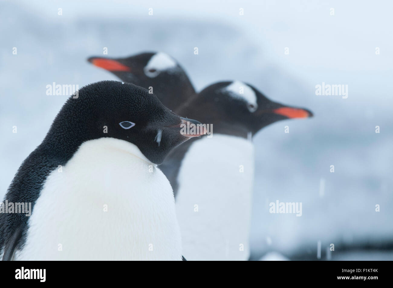 Adelie penguins and gentoo penguins together at a nesting colony in Antarctica Stock Photo