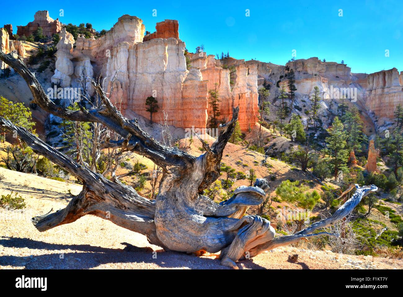 Bristlecone pine and glowing hoodoos along Highway 12 in Bryce Canyon National Park in Southwestern Utah Stock Photo