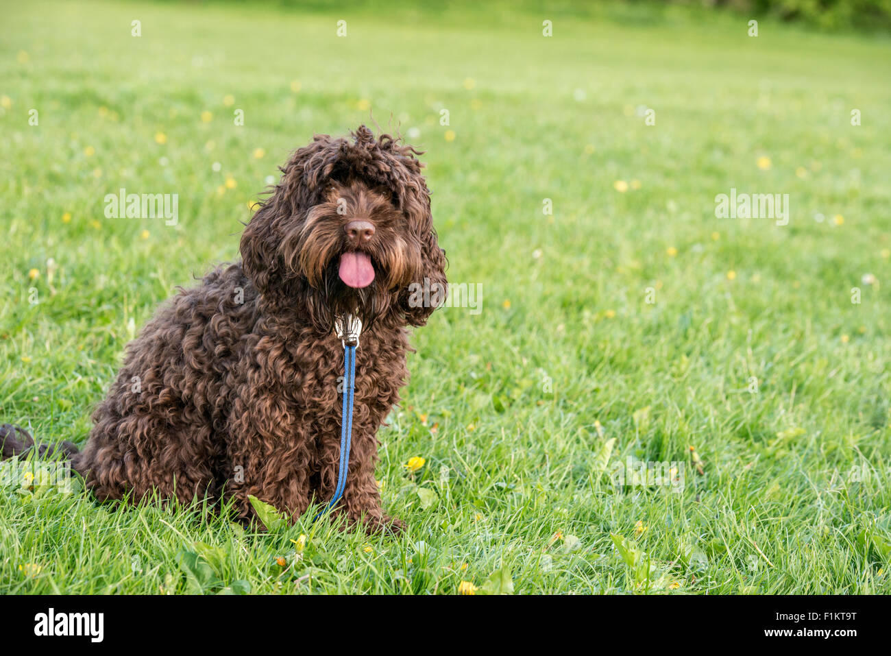 Miniature chocolate on sale cockapoo
