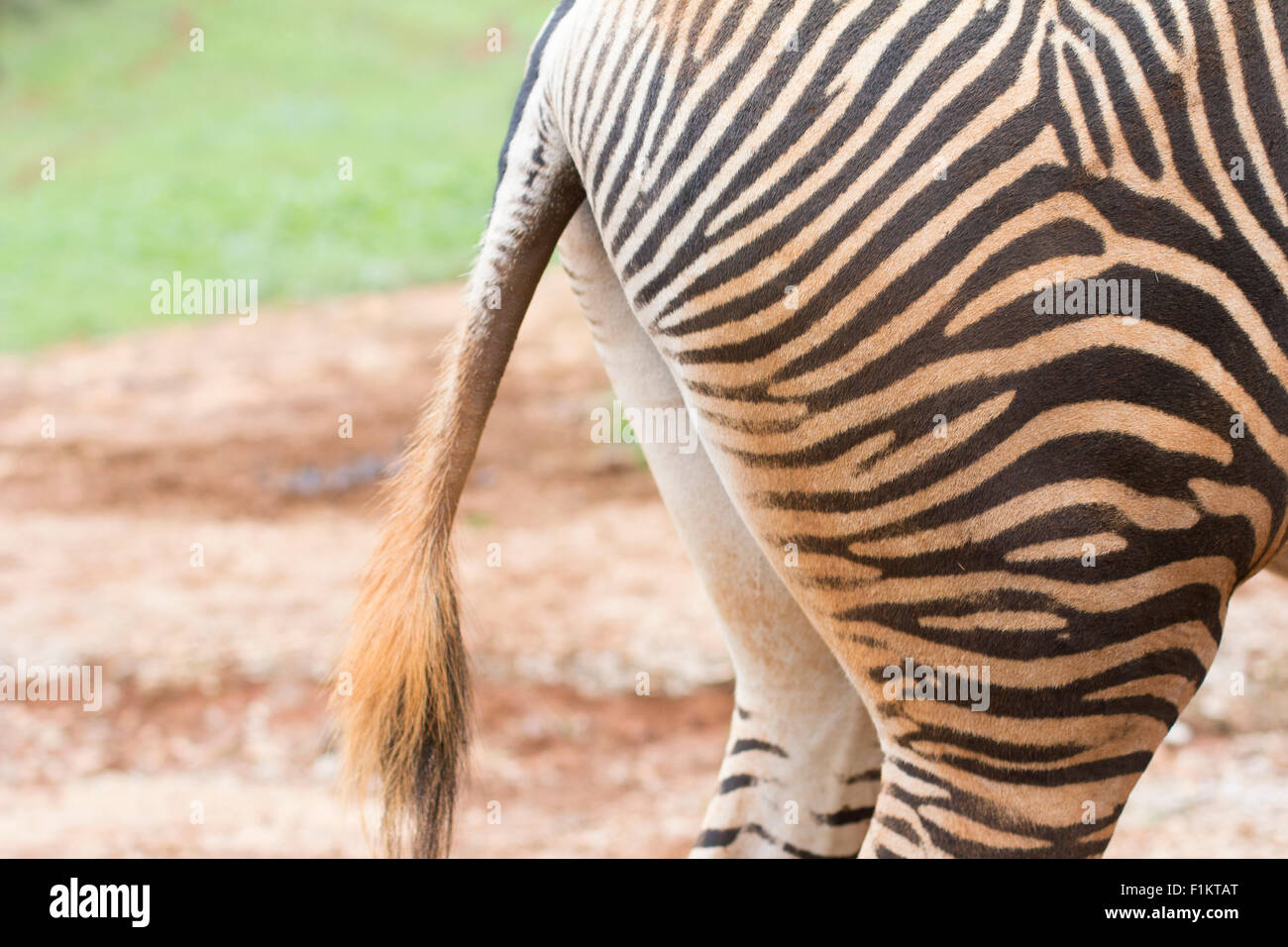 Close up of a zebra Stock Photo - Alamy