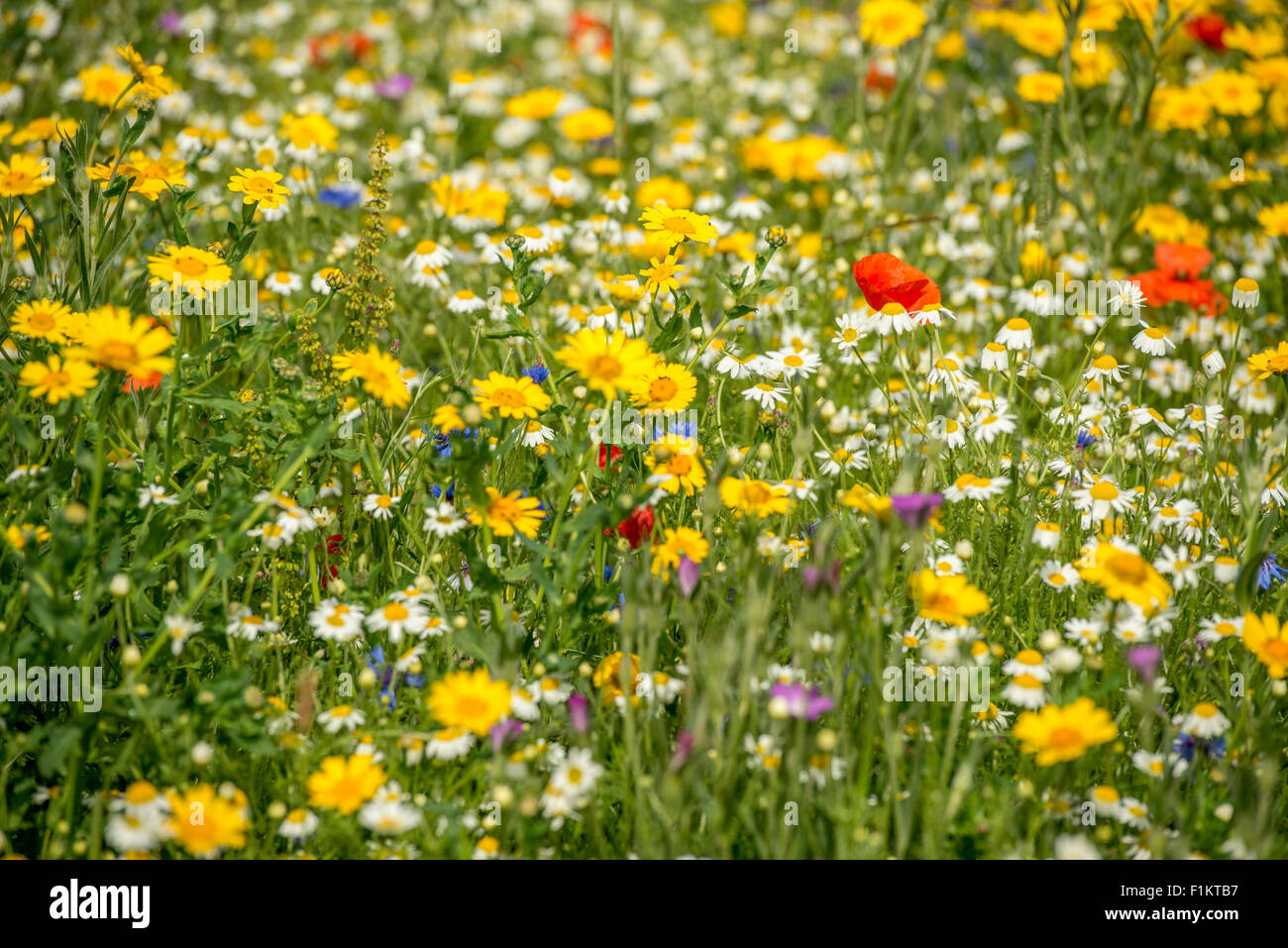 Wildflower meadow hi-res stock photography and images - Alamy