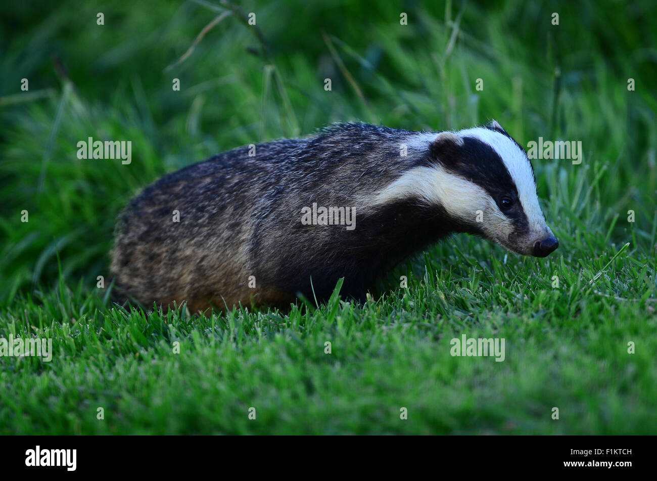 A Dorset badger Stock Photo Alamy