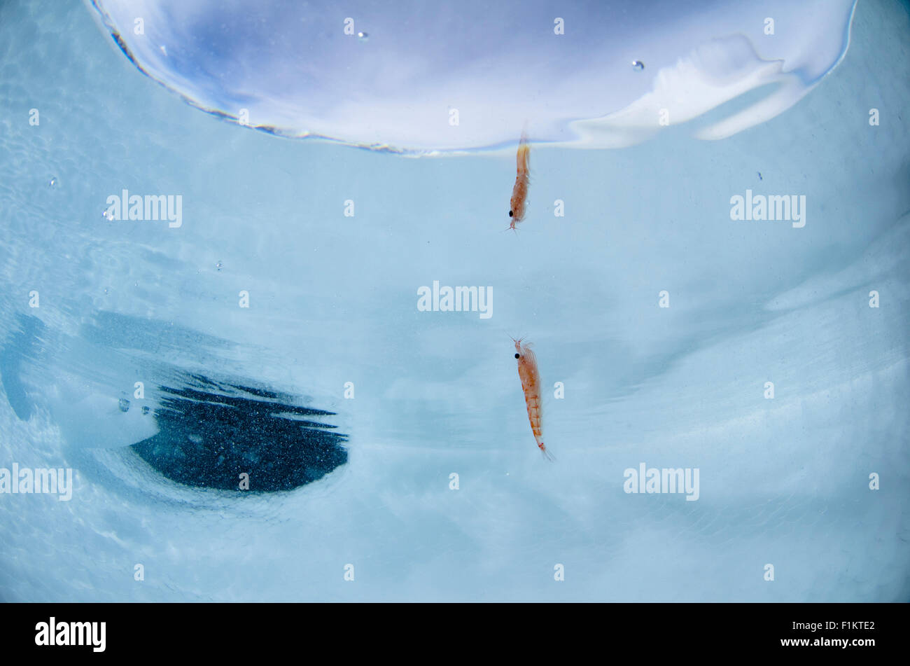 Underwater photograph of wild Antarctic krill Euphausia superba in Antarctica Stock Photo