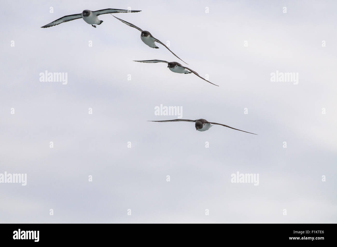 Cape petrel in flight Daption capense in antarctica Stock Photo