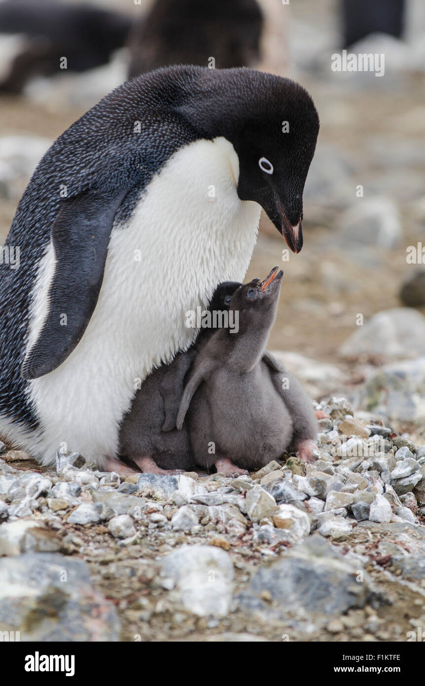 An Adelie penguin Pygoscelis adeliae rests on a rocky nest with its chick in Antarctica Stock Photo