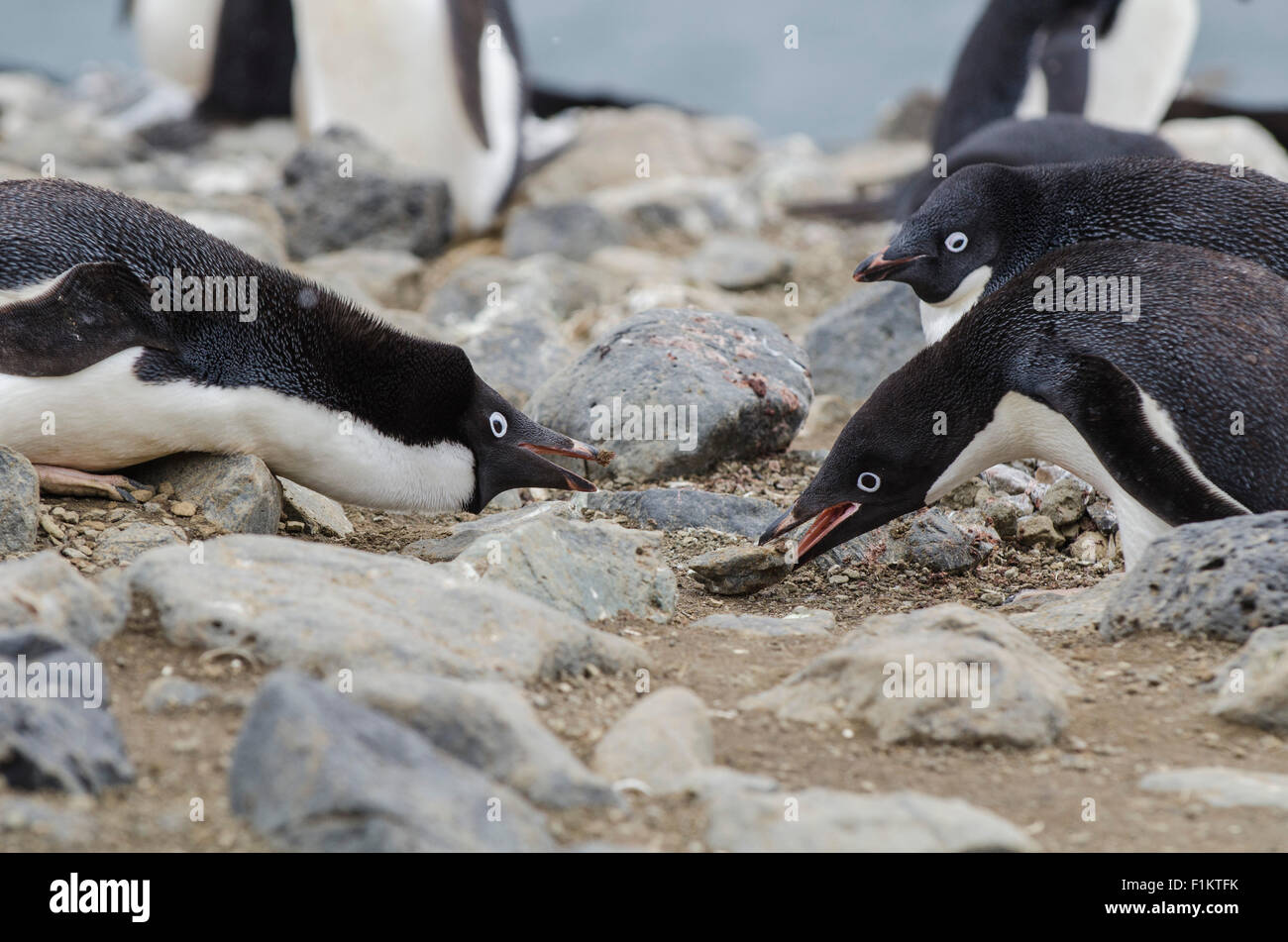 Stealing Rocks Adelie Penguins Stealing Rocks