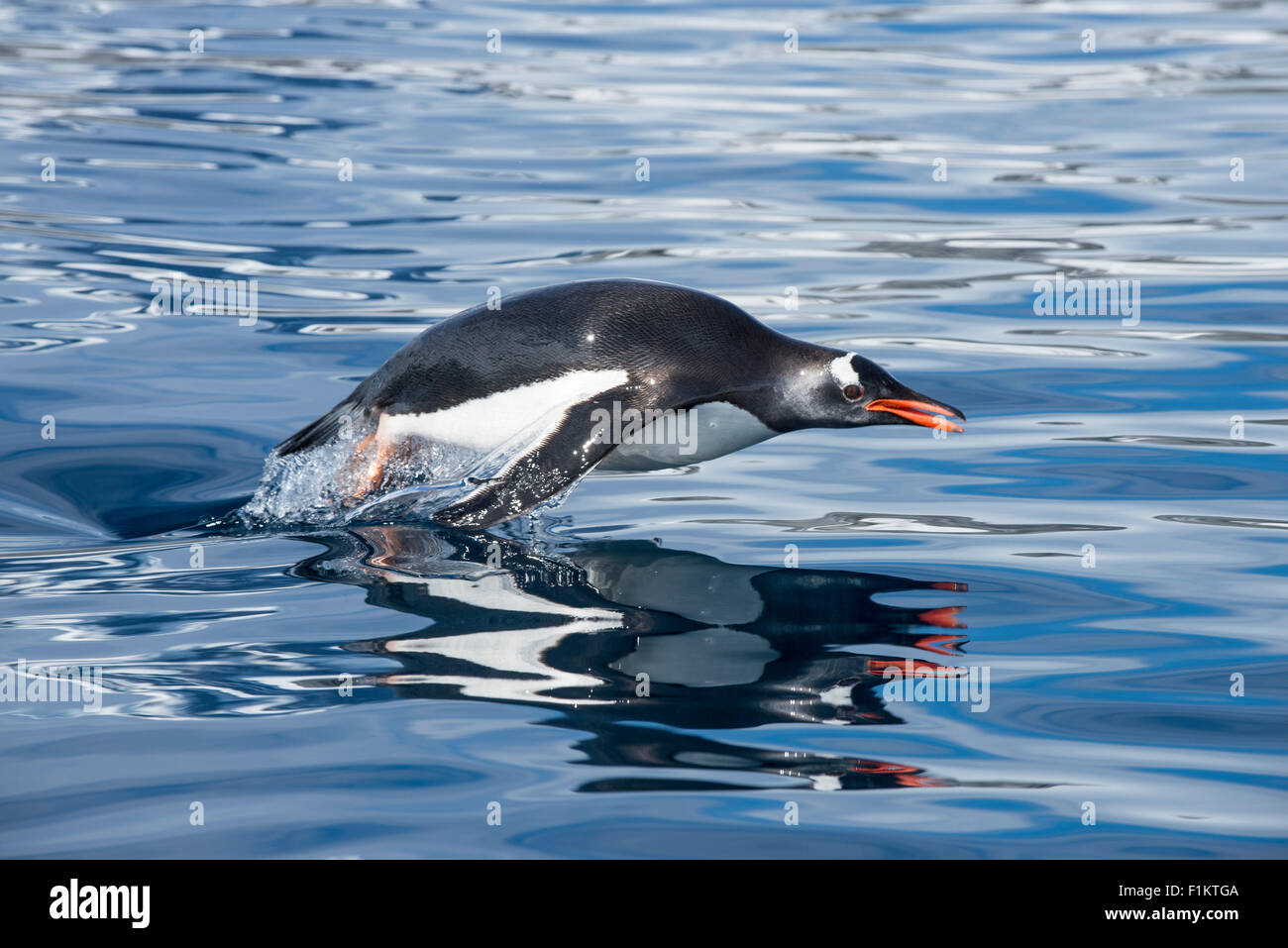 A gentoo penguin Pygoscelis papua leaps from the cold water in Antarctica Stock Photo