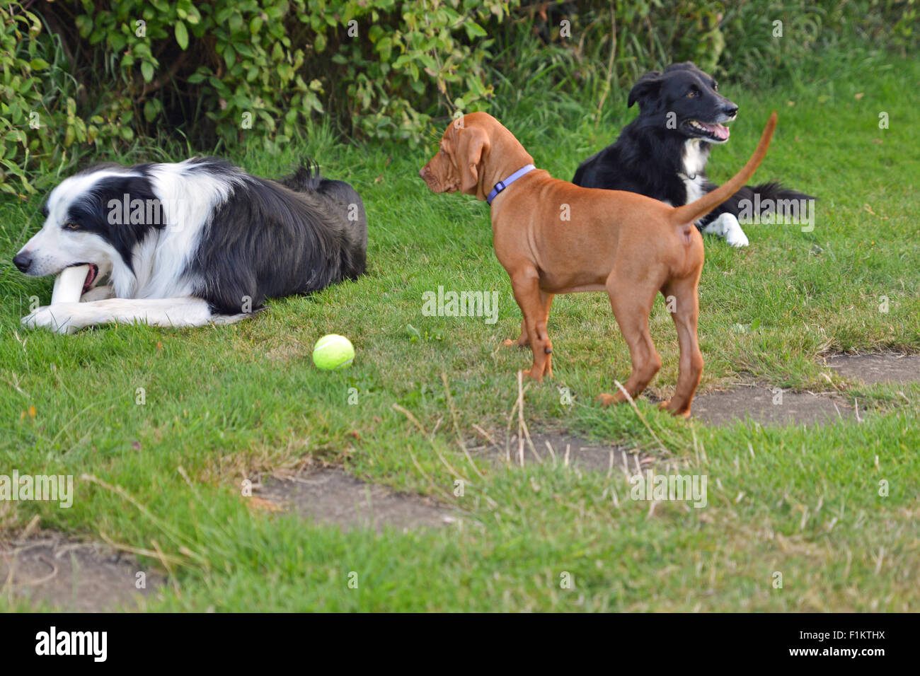 Eight week old Vizsla puppy seeking attention from adult border collies Stock Photo