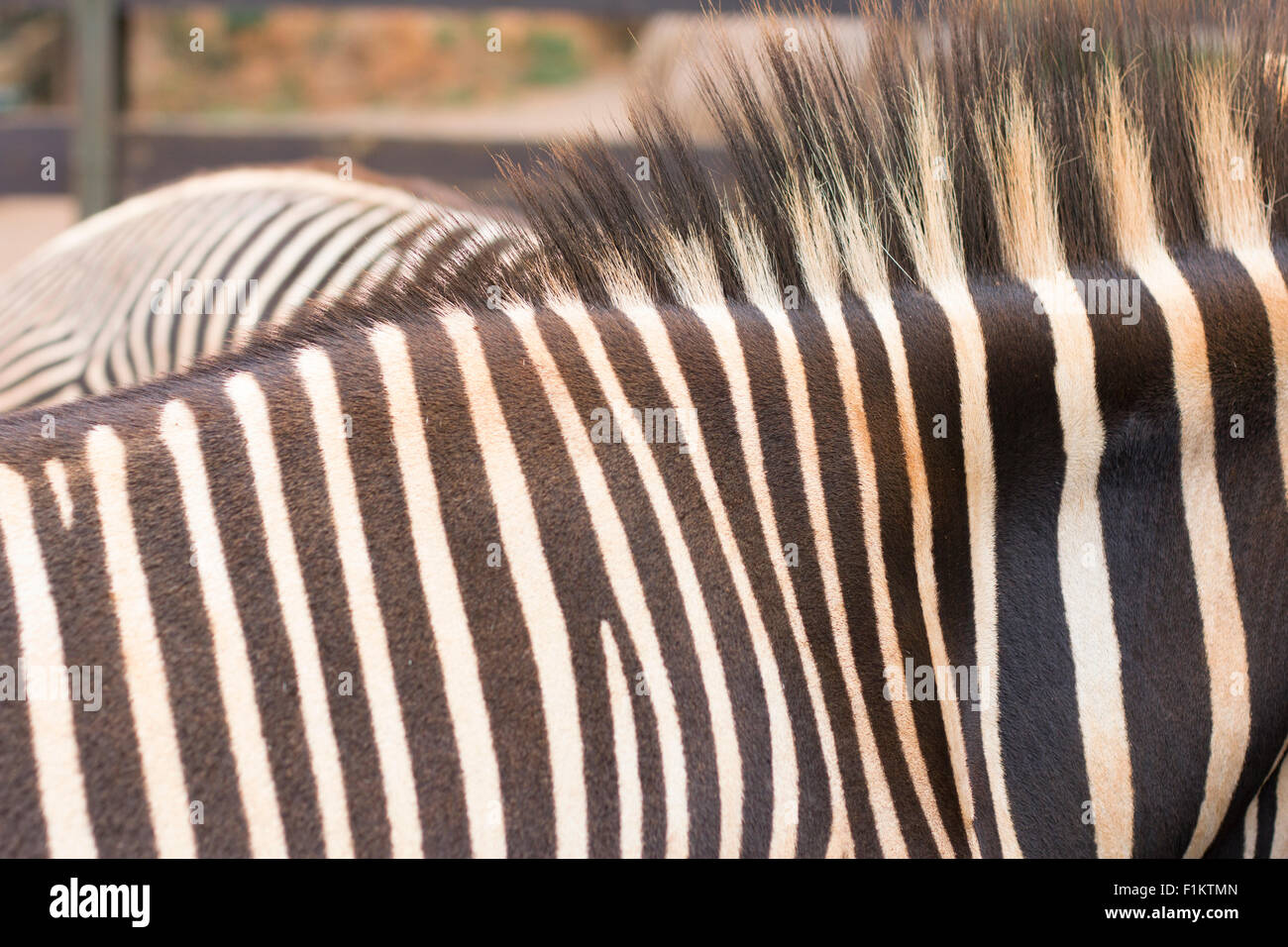 Close up of a zebra Stock Photo - Alamy