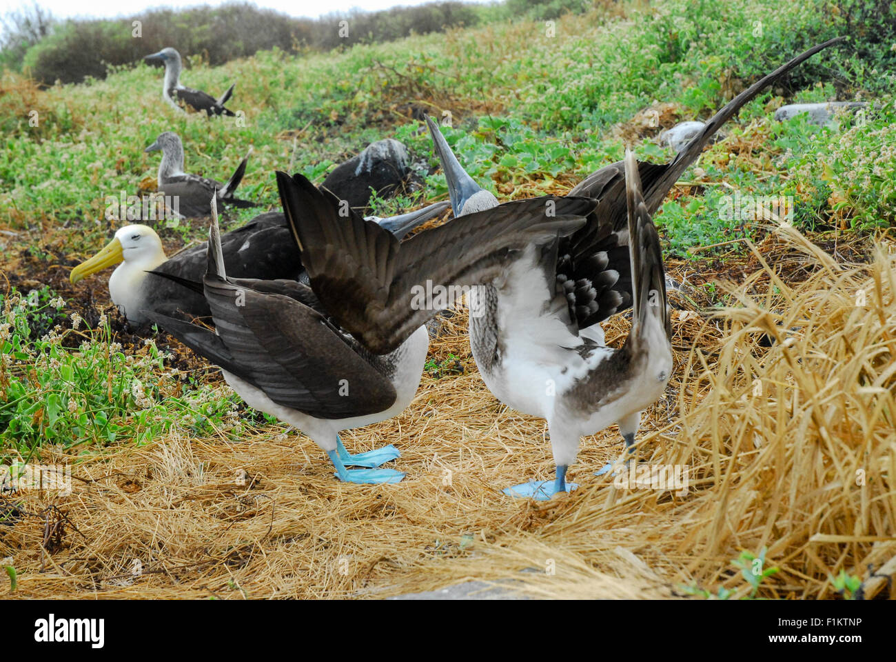 Blue Footed Boobies Mating Dance Sky Pointing Galapagos Islands My Xxx Hot Girl 7372