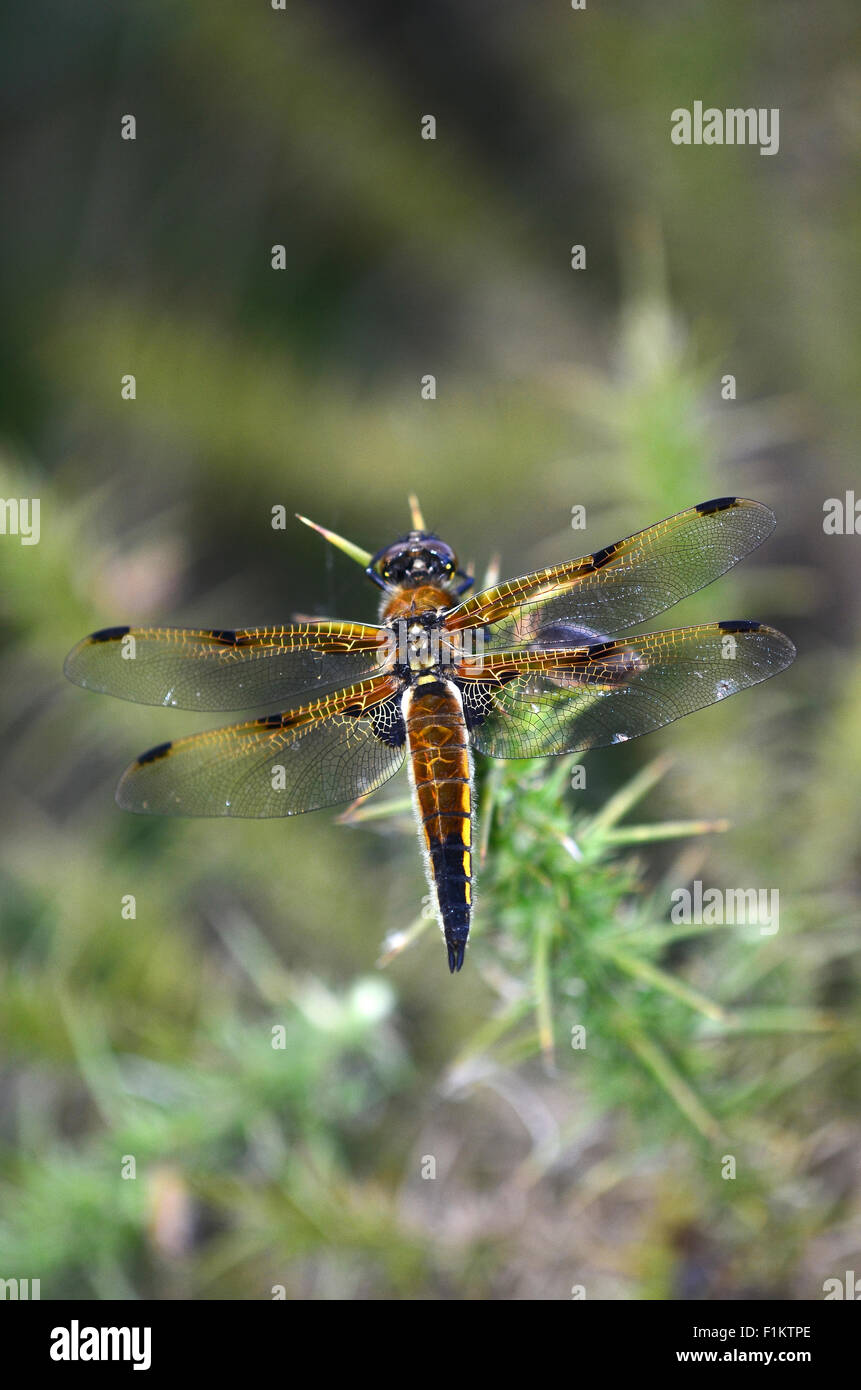 A four-spotted chaser dragonfly at rest on gorse UK Stock Photo