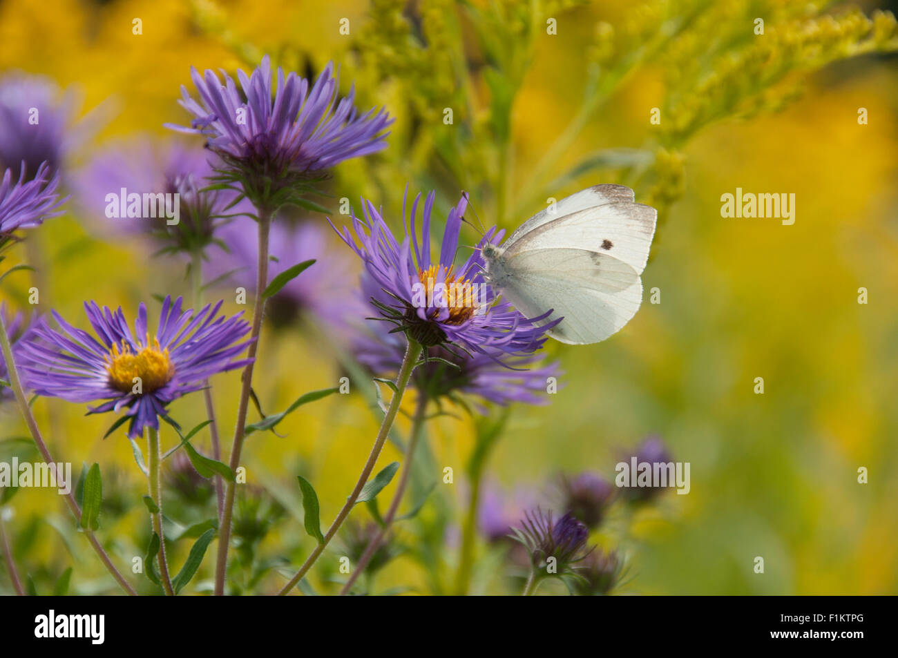 White butterfly on aster. Stock Photo