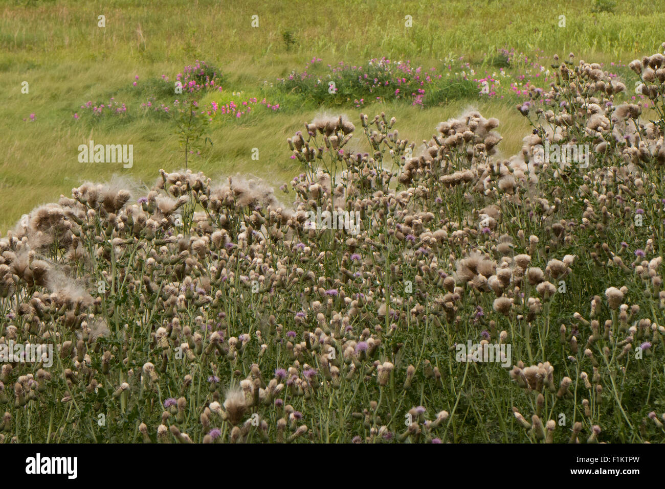 Thistles in meadow. Stock Photo