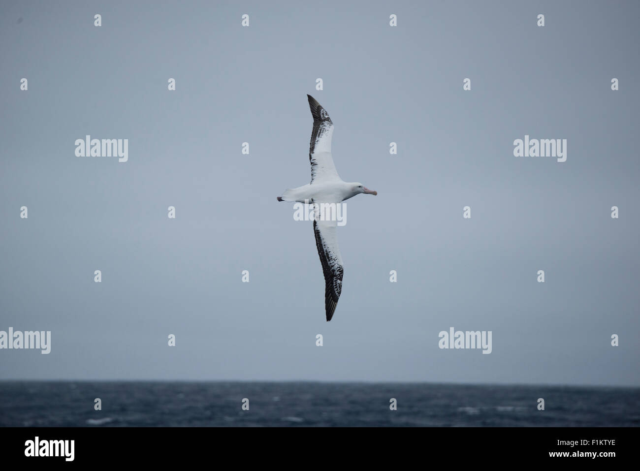 antarctica;southern ocean;wandering albatross Stock Photo