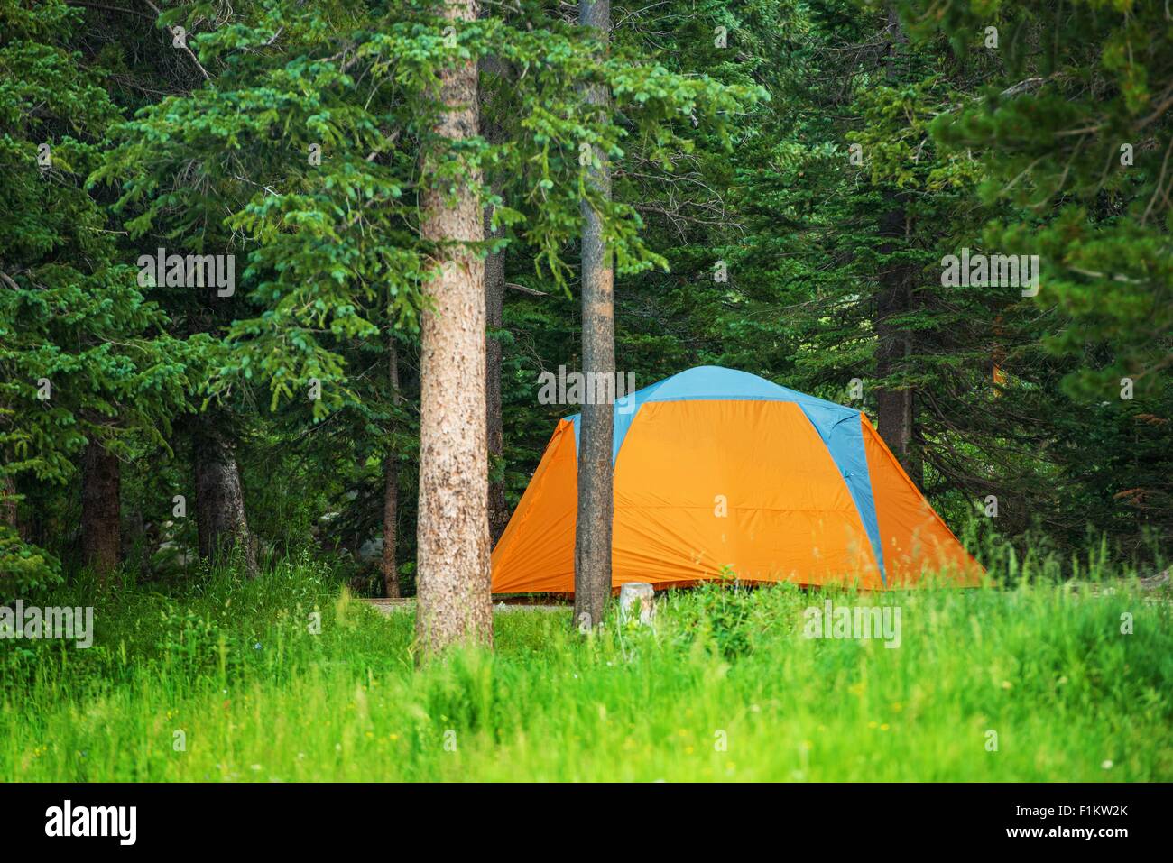 Forest Campground Tent. Orange Tent Between Trees. Stock Photo