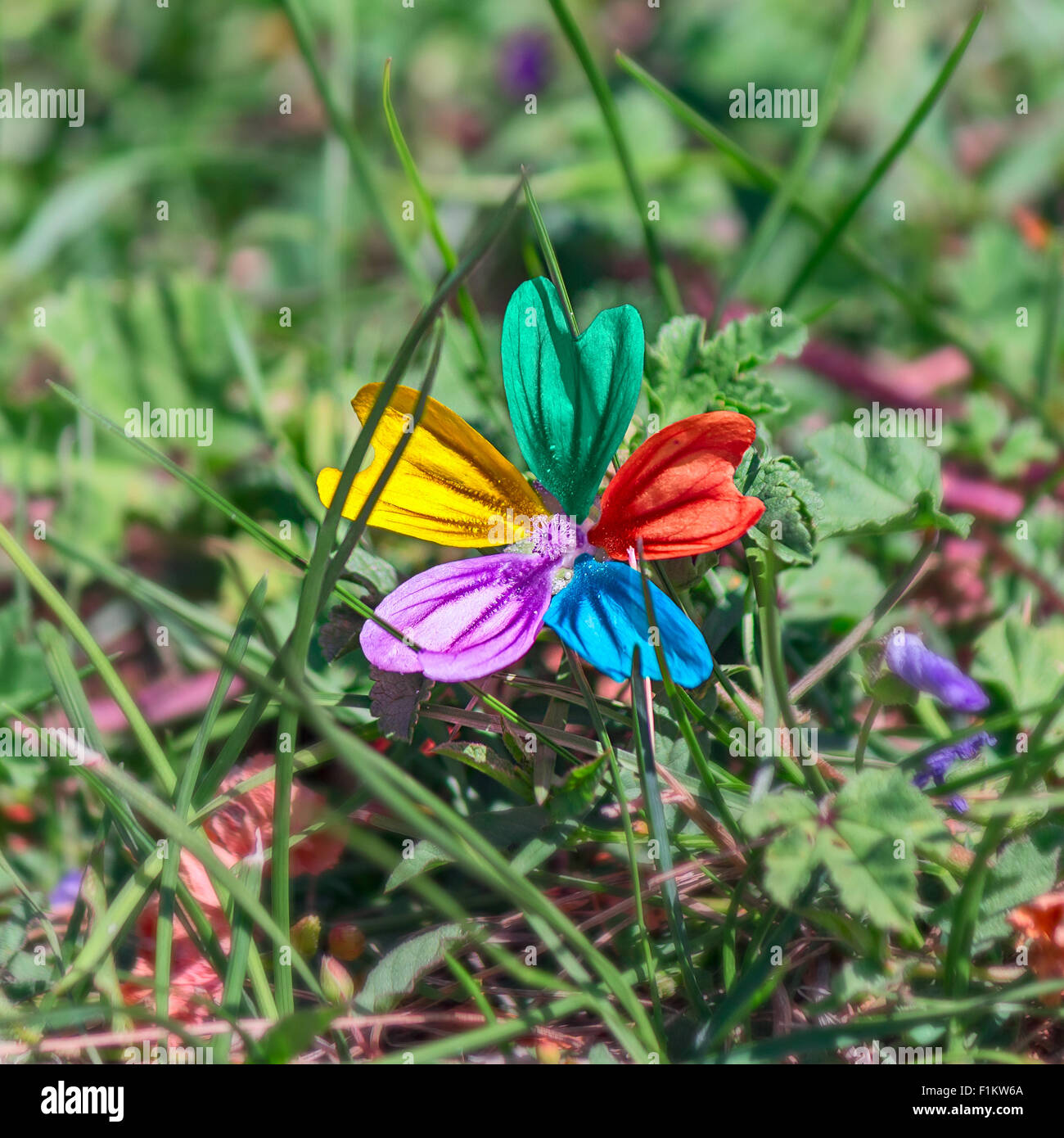 alone multicolored flower in garden Stock Photo