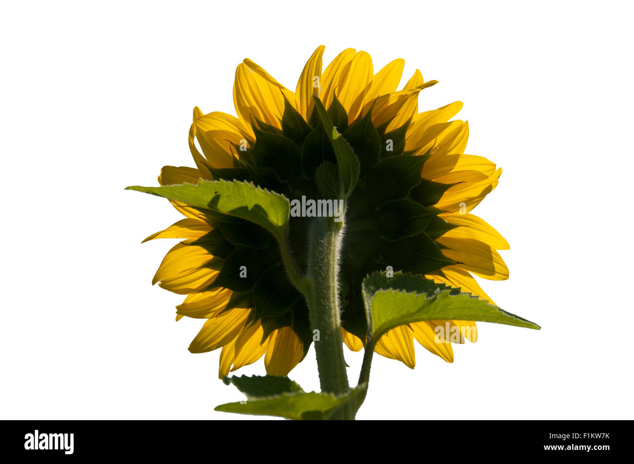 Sunflower cut out Stock Photo - Alamy